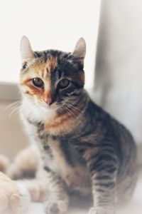 Close-up portrait of a cat