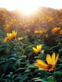 Close-up of yellow flowers blooming in field