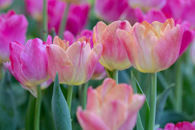 Close-up of pink tulips