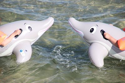 Swan floating on sea