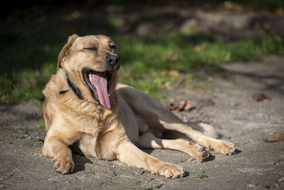 View of a dog relaxing on field