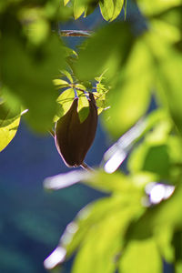 Close-up of purple flowering plant