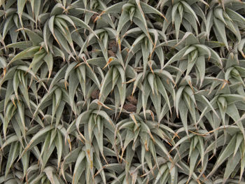 Full frame shot of plants growing on field