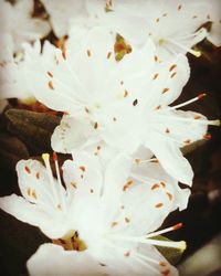 Close-up of fresh white flowers