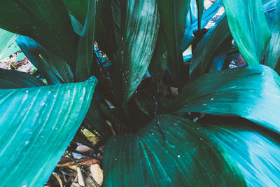 Close-up of leaf in water