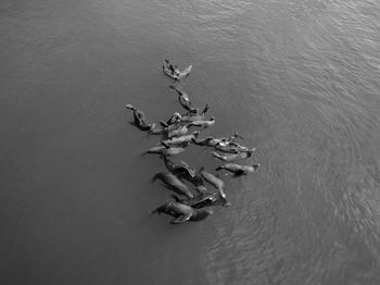 High angle view of sea lions swimming in sea