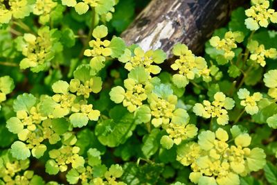 Close-up of flowers