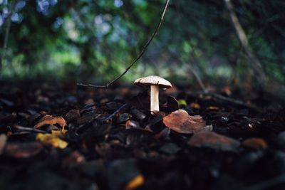 nature