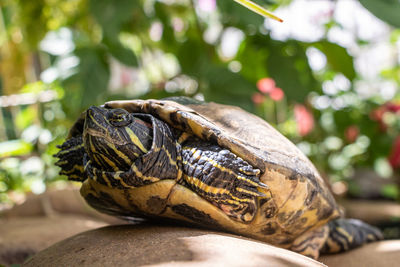 Close-up of turtle