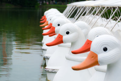 Close-up of swan in water