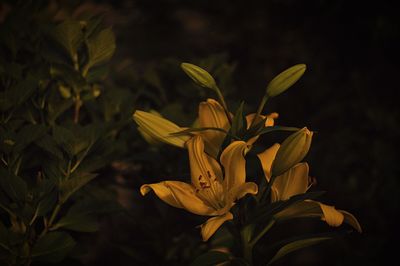 Close-up of yellow flower