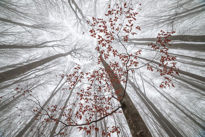 Low angle view of trees