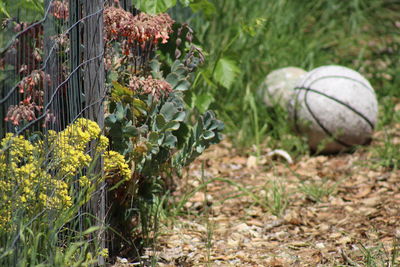 Close-up of plants on field