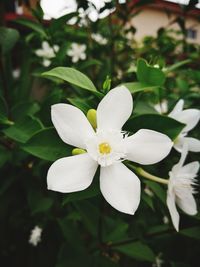 Close-up of white flower blooming outdoors