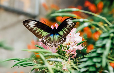 Close-up of butterfly on plant