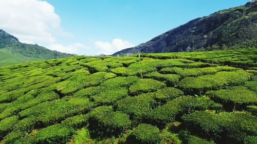 Scenic view of green landscape against sky