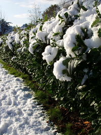 Close-up of white flowers growing on tree