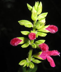 Close-up of multi colored flowers against black background