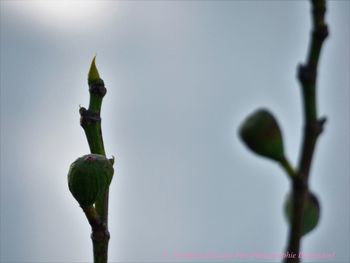 Low angle view of plant against sky