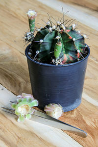 High angle view of potted plants on table