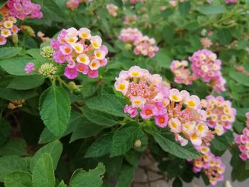 Close-up of pink flowering plants