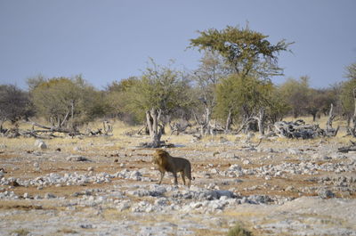 View of animals on field