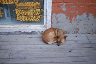 Cat sleeping on wall