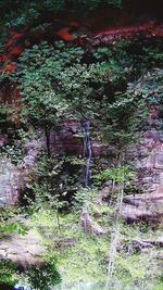 Plants growing in forest