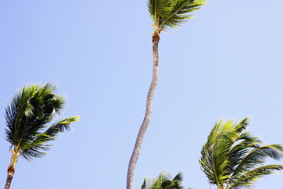Low angle view of palm trees against clear blue sky