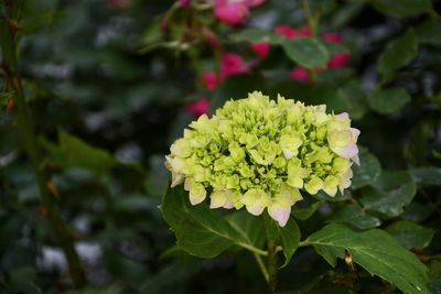 Close-up of white flowers