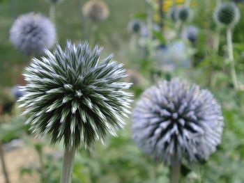 Close-up of thistle on field