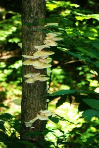 Close-up of mushrooms growing on tree trunk in forest