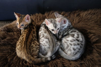 High angle view of cats relaxing