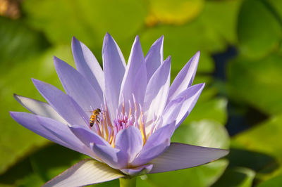 Close-up of flower