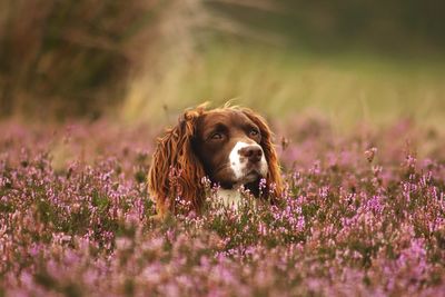 Dog looking away on field