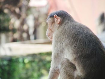 Close-up of young woman looking away outdoors