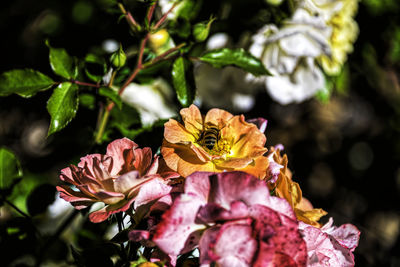 Close-up of wilted flowers on plant