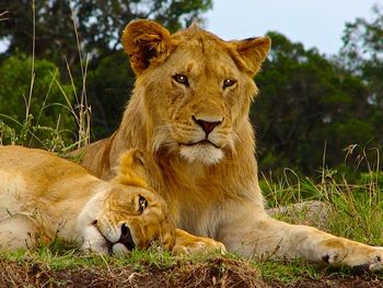 Lion relaxing on a field