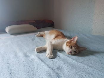 Portrait of cat sleeping on bed at home