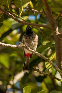 Close-up of bird perching on branch