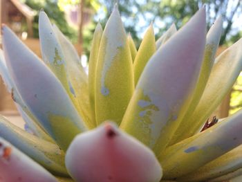 Detail shot of flower head