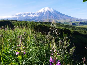 Scenic view of grassy field by snow covered mountain against sky