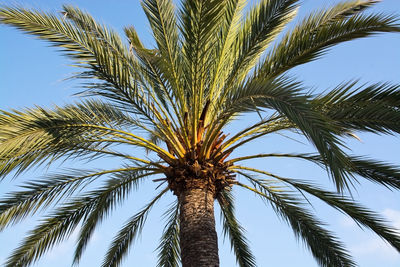 Low angle view of palm trees against sky