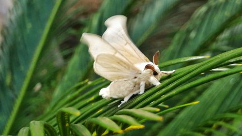 Close-up of white butterfly on plant