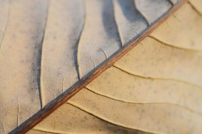 Full frame shot of wood