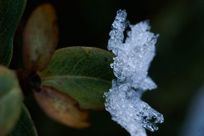 Close-up of snow covered leaves