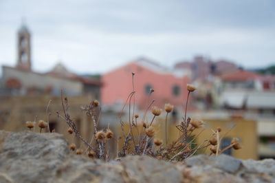 Close-up of wildflowers