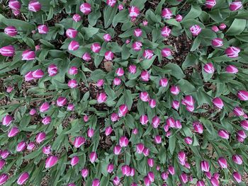 Full frame shot of pink flowering plants