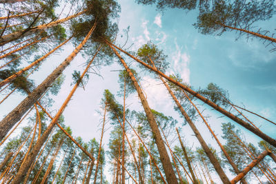 Low angle view of palm trees against sky