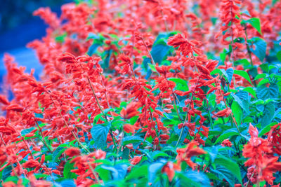 Full frame shot of red flowering plants